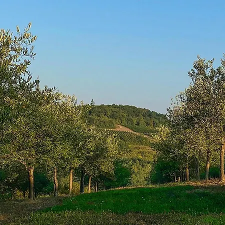 Olivi *