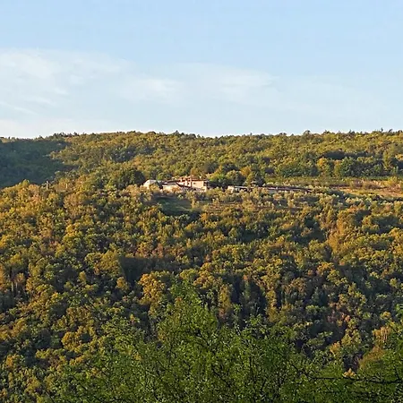 Olivi *